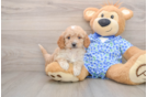 Best Mini Goldendoodle Baby