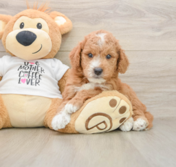 7 week old Mini Goldendoodle Puppy For Sale - Lone Star Pups