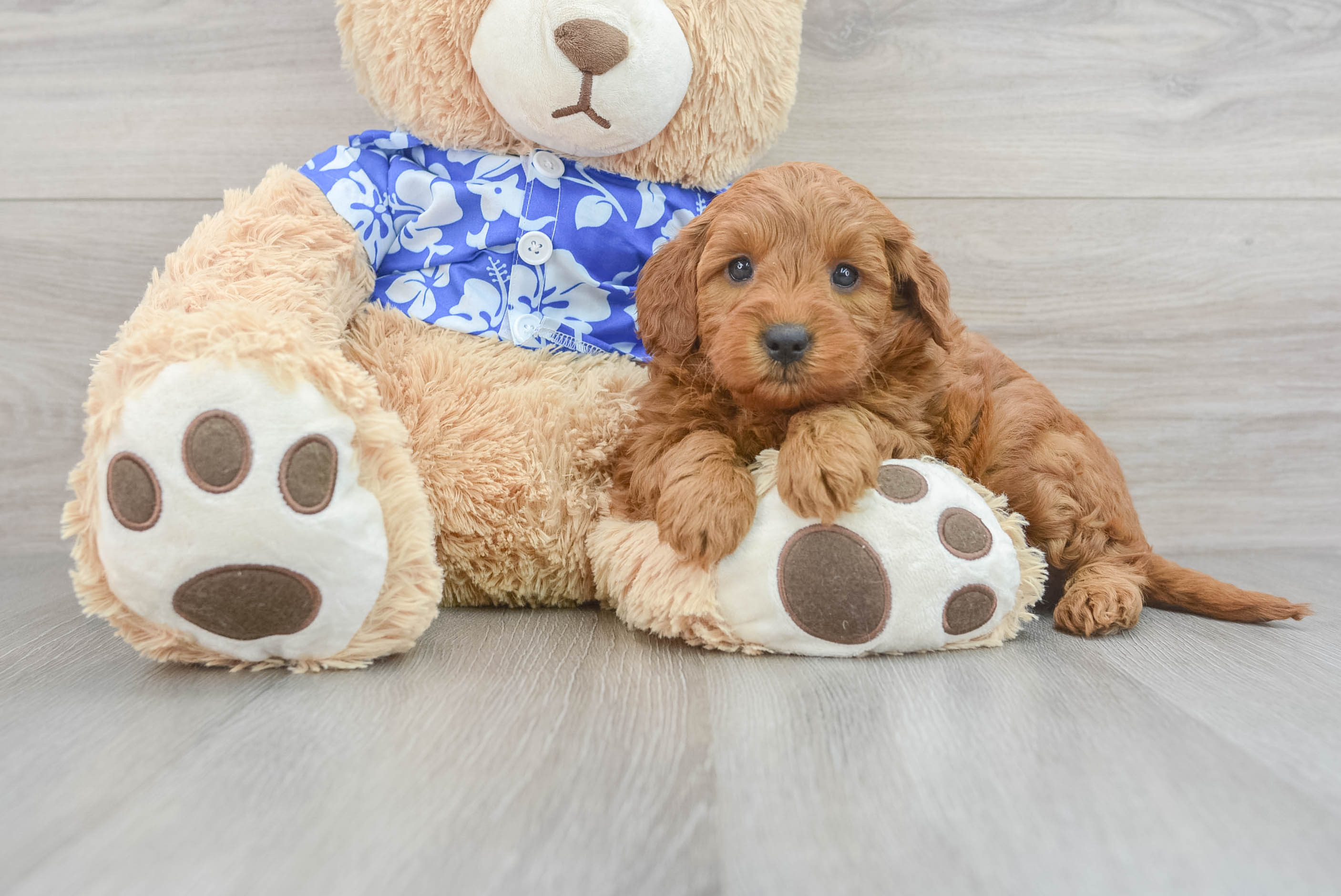 Funny Mini Goldendoodle Poodle Mix Pup