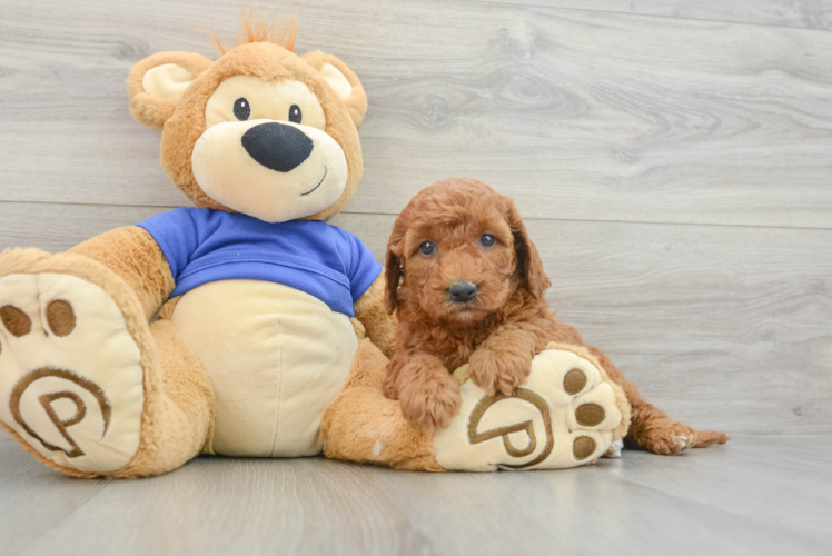 Fluffy Mini Goldendoodle Poodle Mix Pup