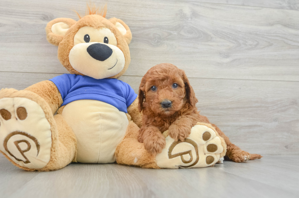 7 week old Mini Goldendoodle Puppy For Sale - Lone Star Pups