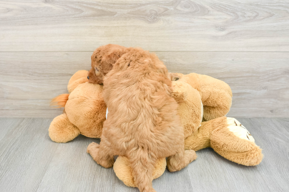 Cute Mini Goldendoodle Baby