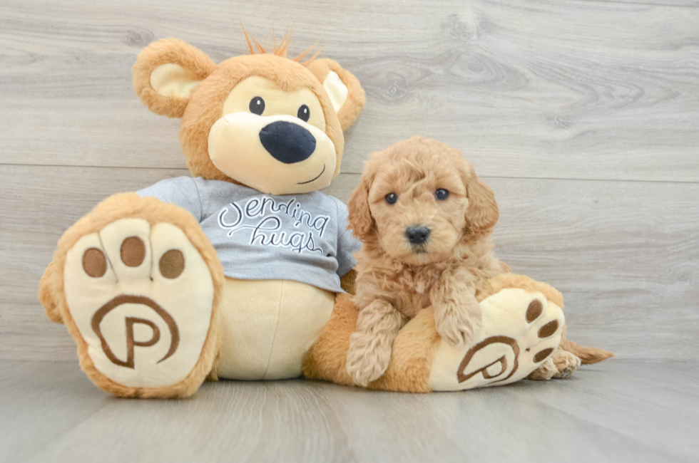 5 week old Mini Goldendoodle Puppy For Sale - Lone Star Pups