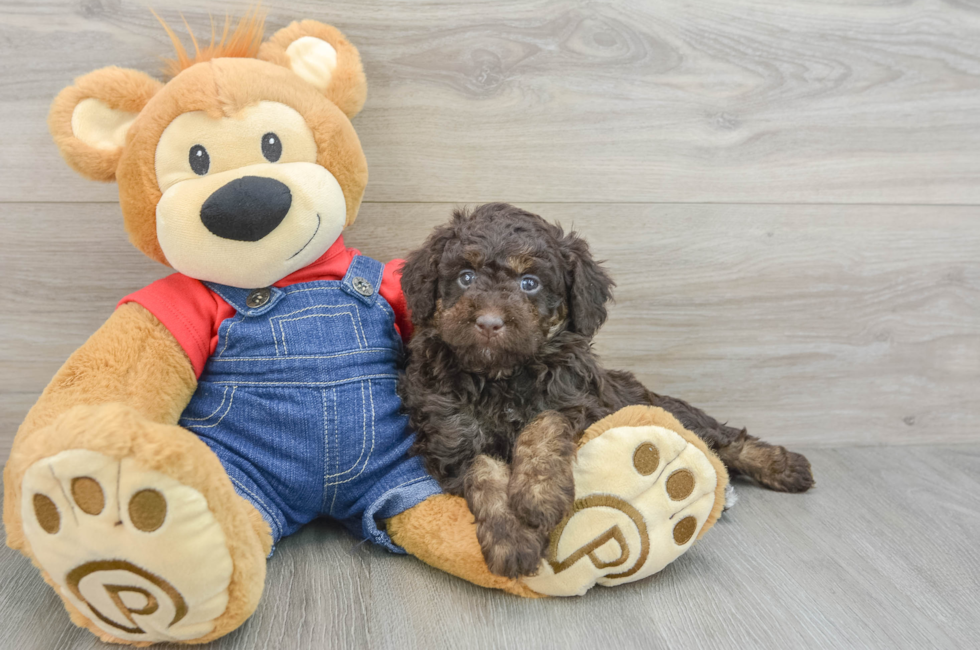 6 week old Mini Goldendoodle Puppy For Sale - Lone Star Pups