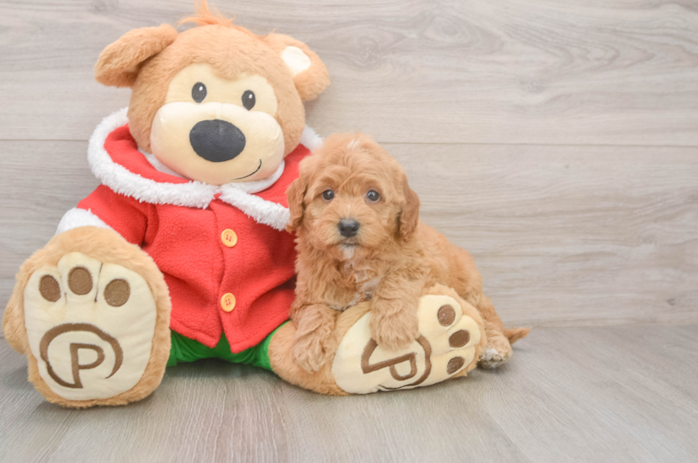 5 week old Mini Goldendoodle Puppy For Sale - Lone Star Pups