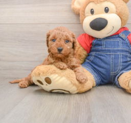 8 week old Mini Goldendoodle Puppy For Sale - Lone Star Pups