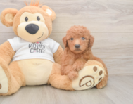 8 week old Mini Goldendoodle Puppy For Sale - Lone Star Pups