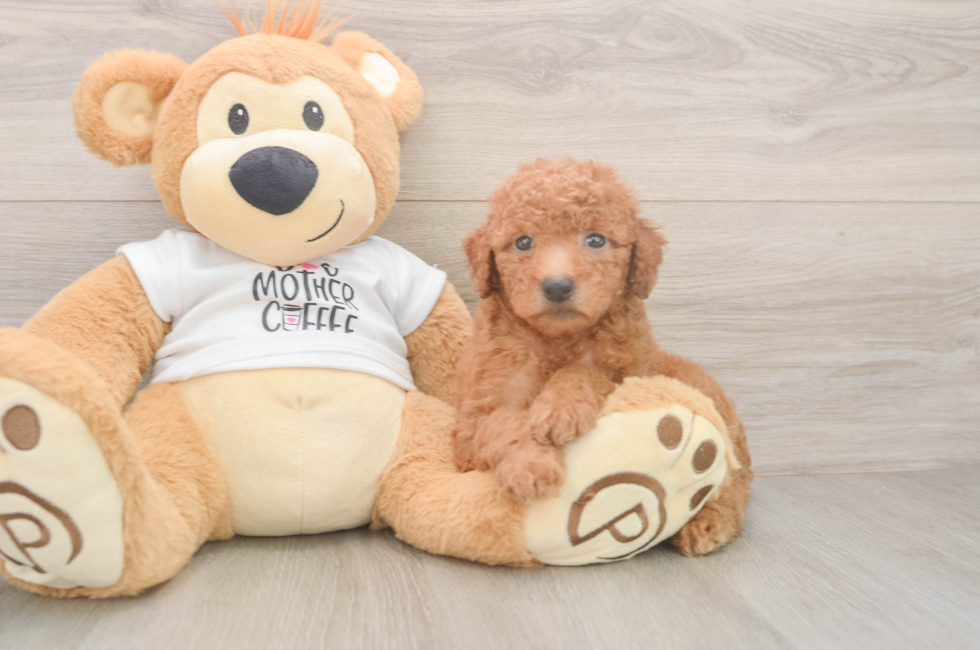 5 week old Mini Goldendoodle Puppy For Sale - Lone Star Pups