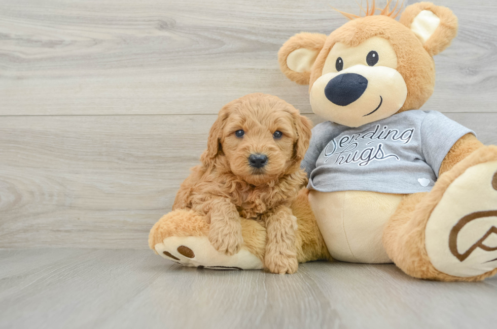 5 week old Mini Goldendoodle Puppy For Sale - Lone Star Pups