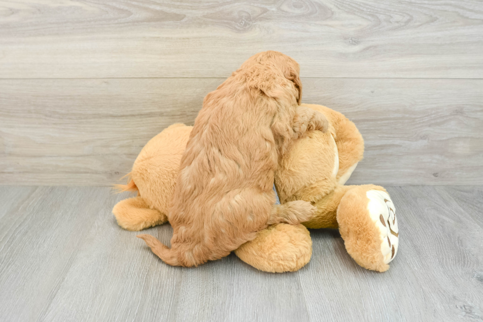 Friendly Mini Goldendoodle Baby