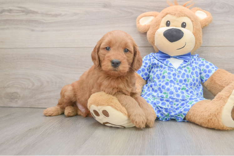 Mini Goldendoodle Pup Being Cute