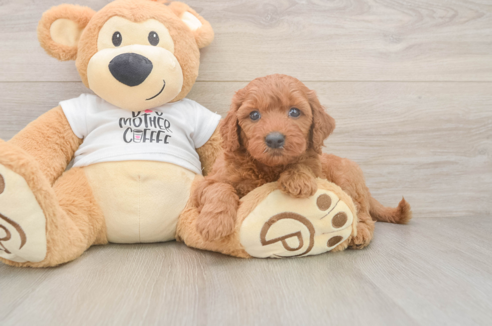 5 week old Mini Goldendoodle Puppy For Sale - Lone Star Pups