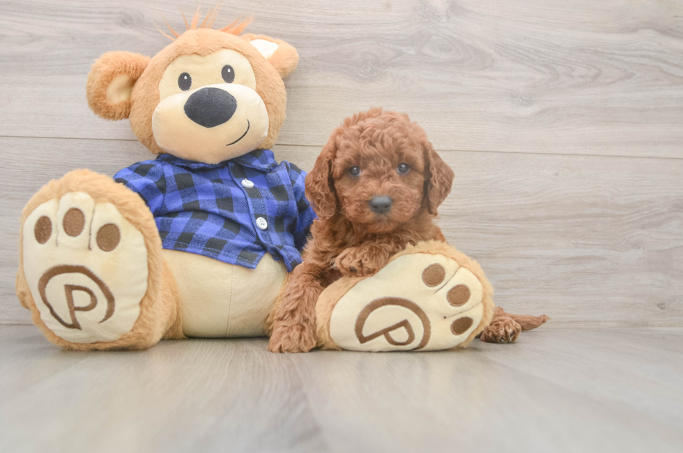 6 week old Mini Goldendoodle Puppy For Sale - Lone Star Pups