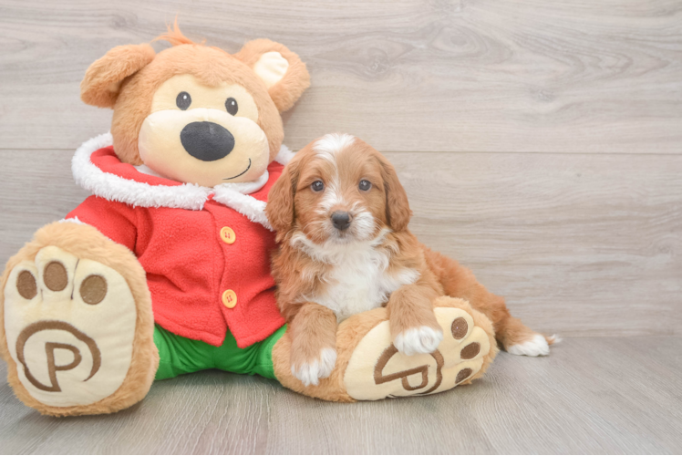 Mini Goldendoodle Puppy for Adoption