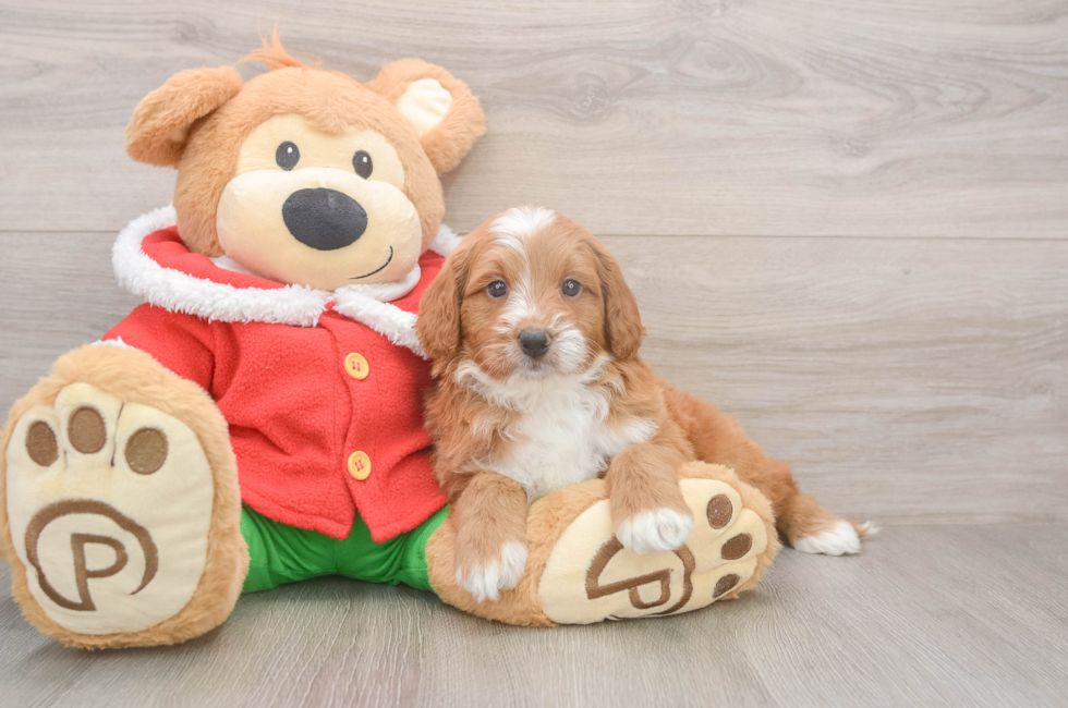 5 week old Mini Goldendoodle Puppy For Sale - Lone Star Pups