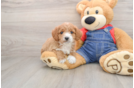 Mini Goldendoodle Puppy for Adoption