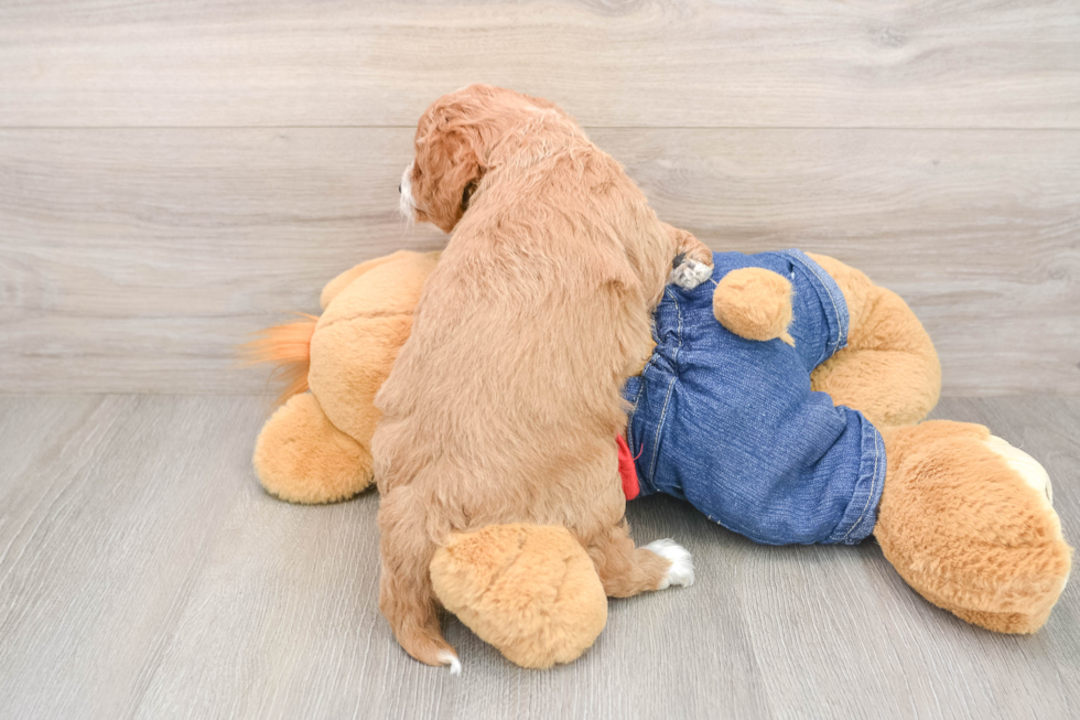 Small Mini Goldendoodle Baby