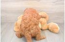 Energetic Golden Doodle Poodle Mix Puppy