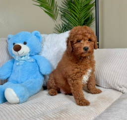 10 week old Mini Goldendoodle Puppy For Sale - Lone Star Pups