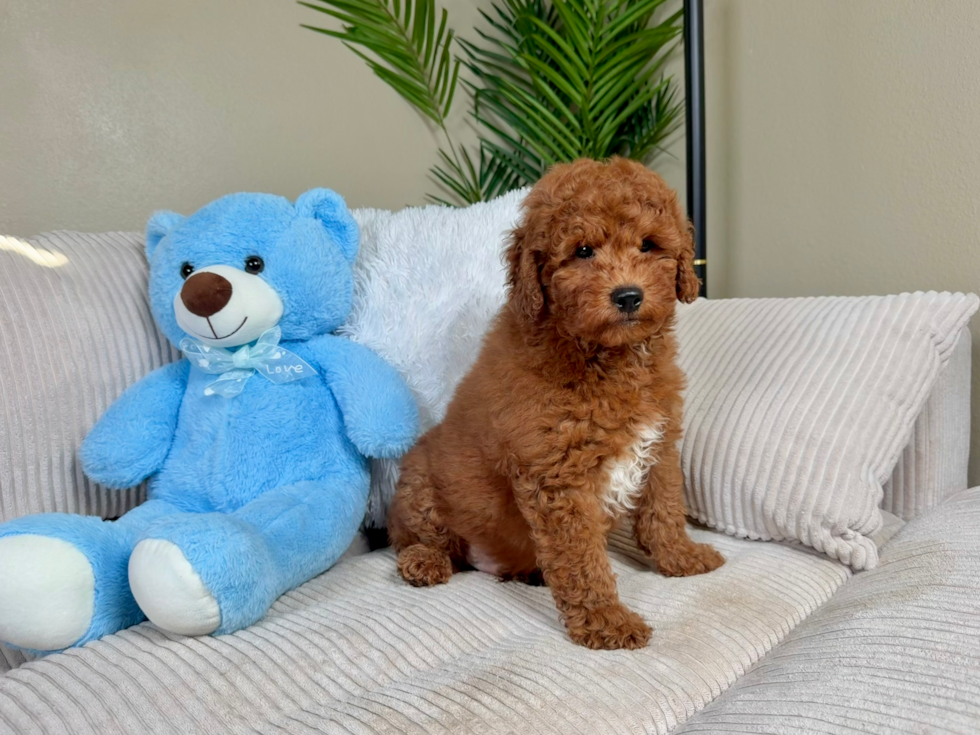 Mini Goldendoodle Puppy for Adoption