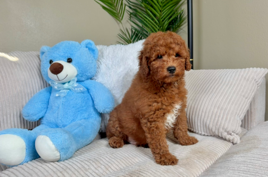 Mini Goldendoodle Puppy for Adoption