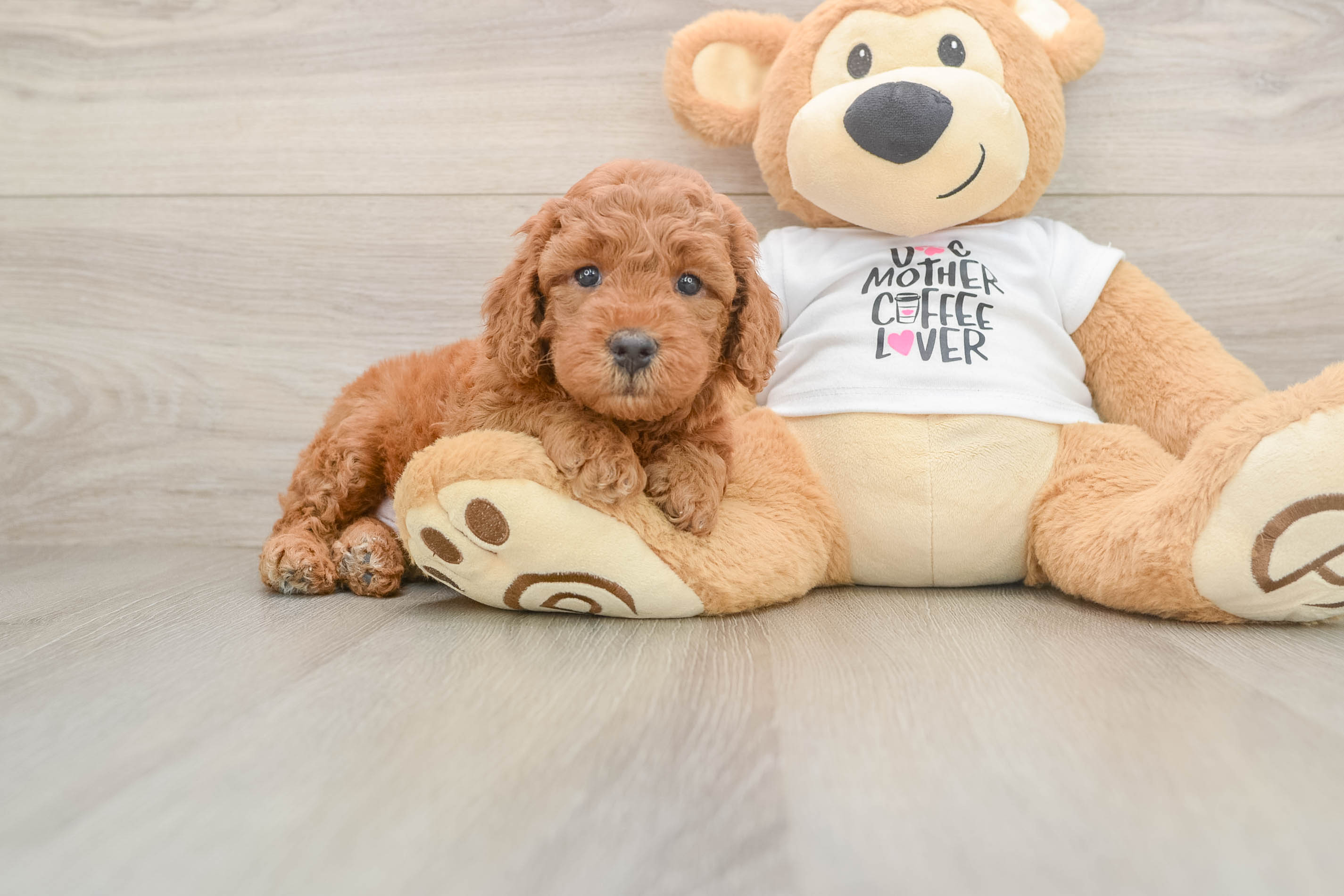 Playful Mini Groodle Poodle Mix Puppy