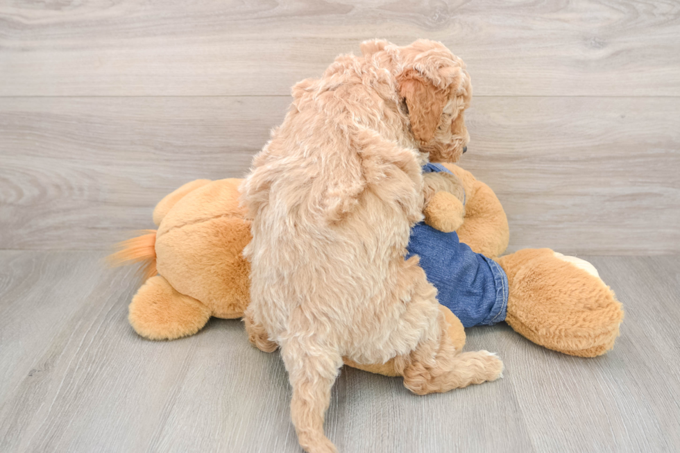 Petite Mini Goldendoodle Poodle Mix Pup