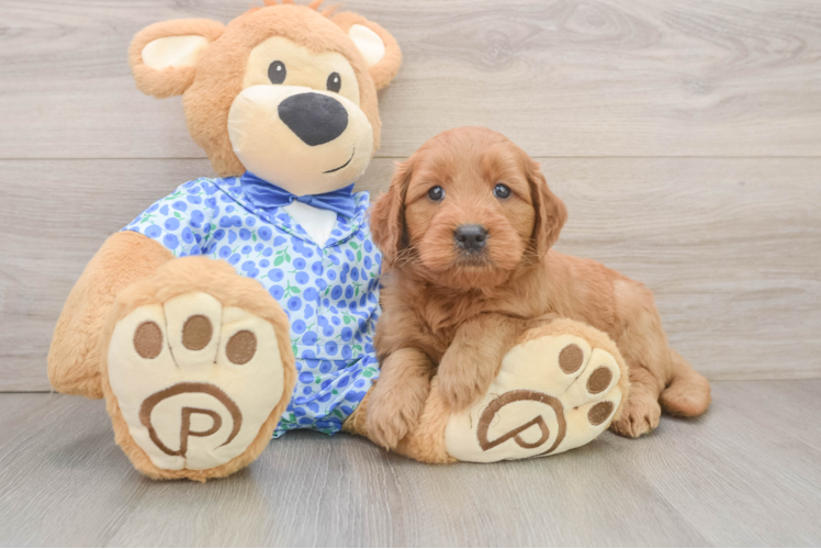Fluffy Mini Goldendoodle Poodle Mix Pup
