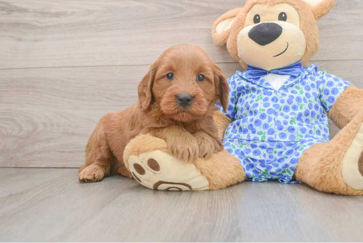 Petite Mini Goldendoodle Poodle Mix Pup
