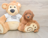 7 week old Mini Goldendoodle Puppy For Sale - Lone Star Pups