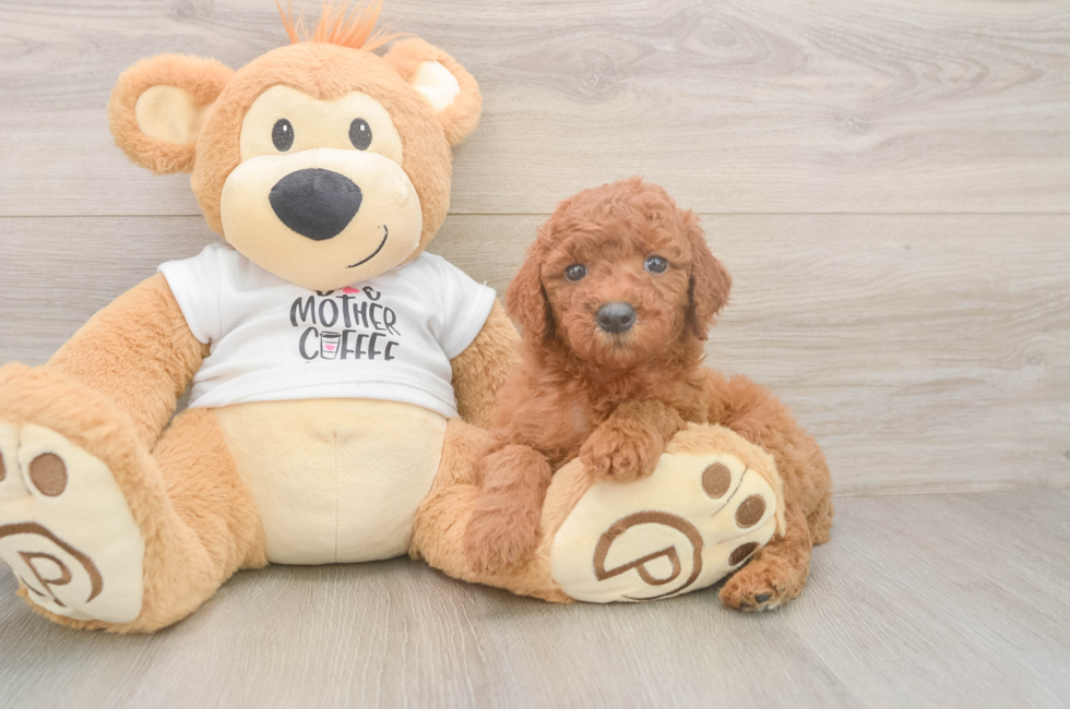 5 week old Mini Goldendoodle Puppy For Sale - Lone Star Pups