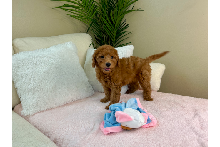 Cute Mini Goldendoodle Baby