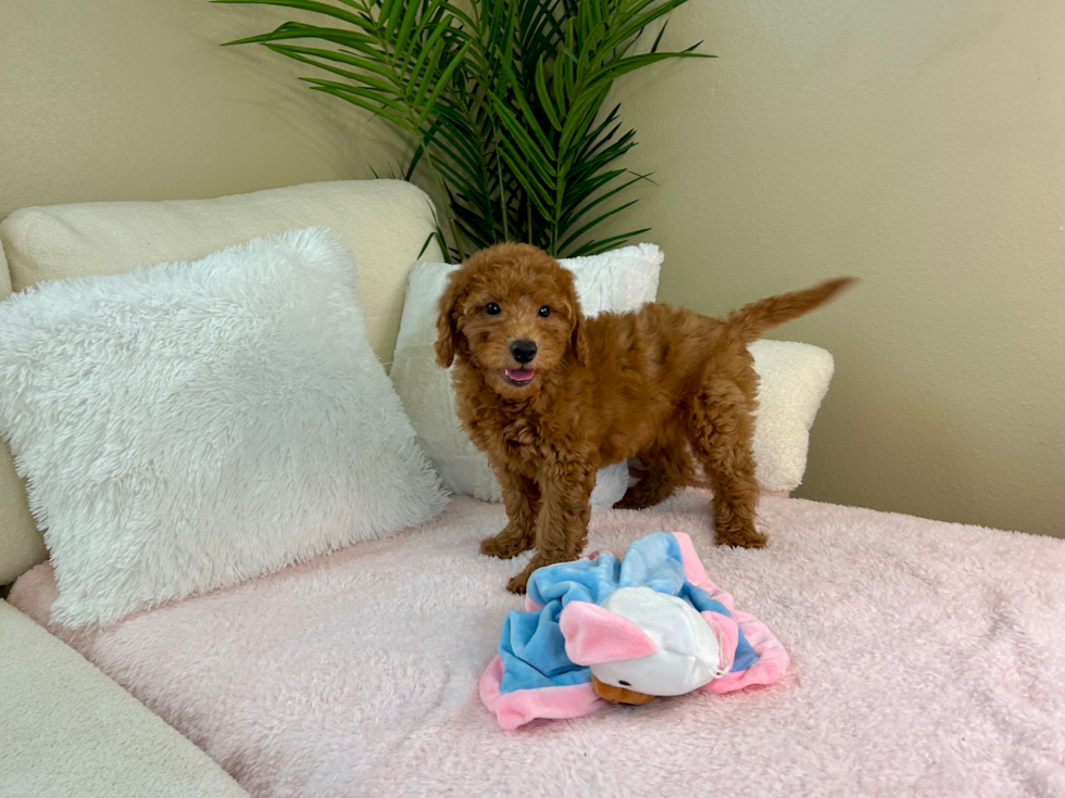 Cute Mini Goldendoodle Baby