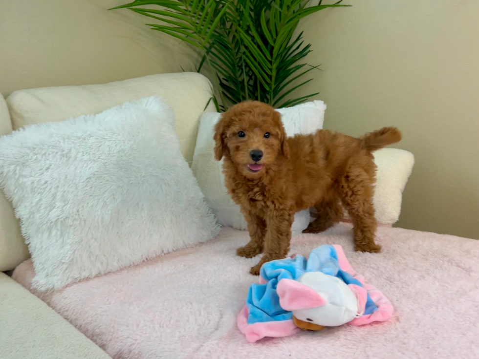 Cute Mini Goldendoodle Baby