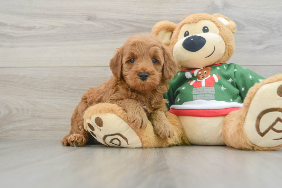 Mini Goldendoodle Pup Being Cute