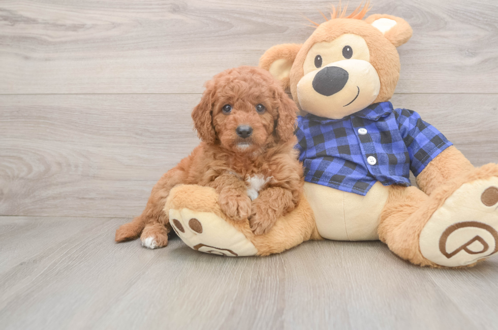 6 week old Mini Goldendoodle Puppy For Sale - Lone Star Pups