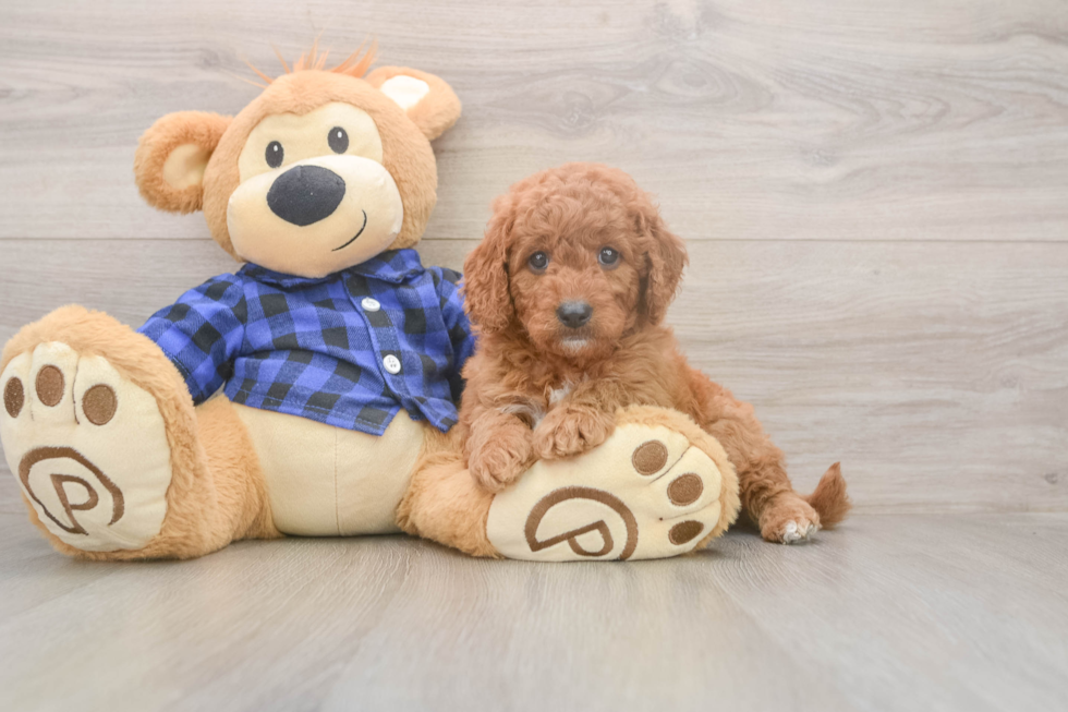 Mini Goldendoodle Puppy for Adoption