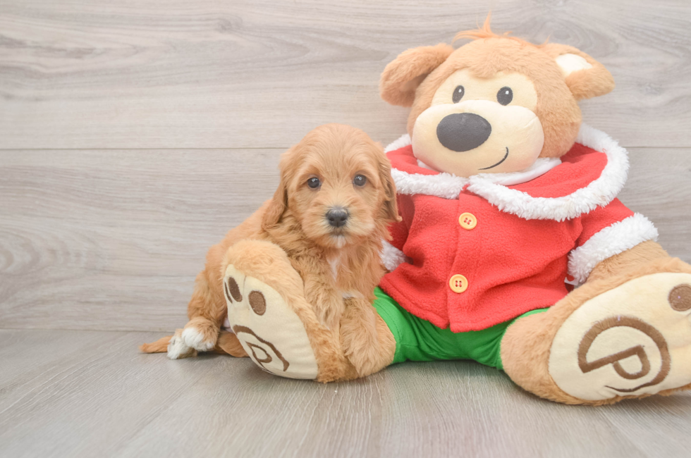 5 week old Mini Goldendoodle Puppy For Sale - Lone Star Pups