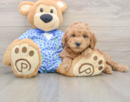 8 week old Mini Goldendoodle Puppy For Sale - Lone Star Pups