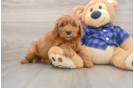 Friendly Mini Goldendoodle Baby