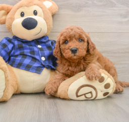 7 week old Mini Goldendoodle Puppy For Sale - Lone Star Pups
