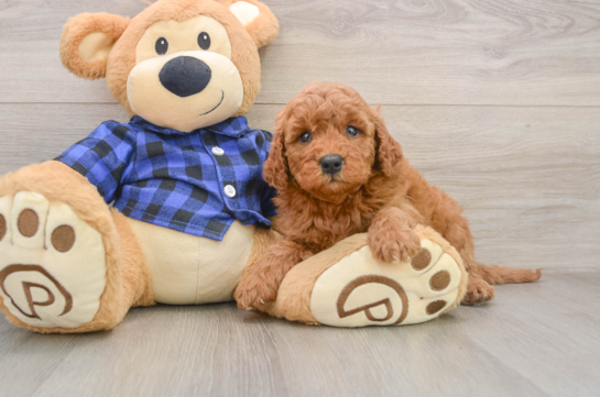 Playful Mini Groodle Poodle Mix Puppy