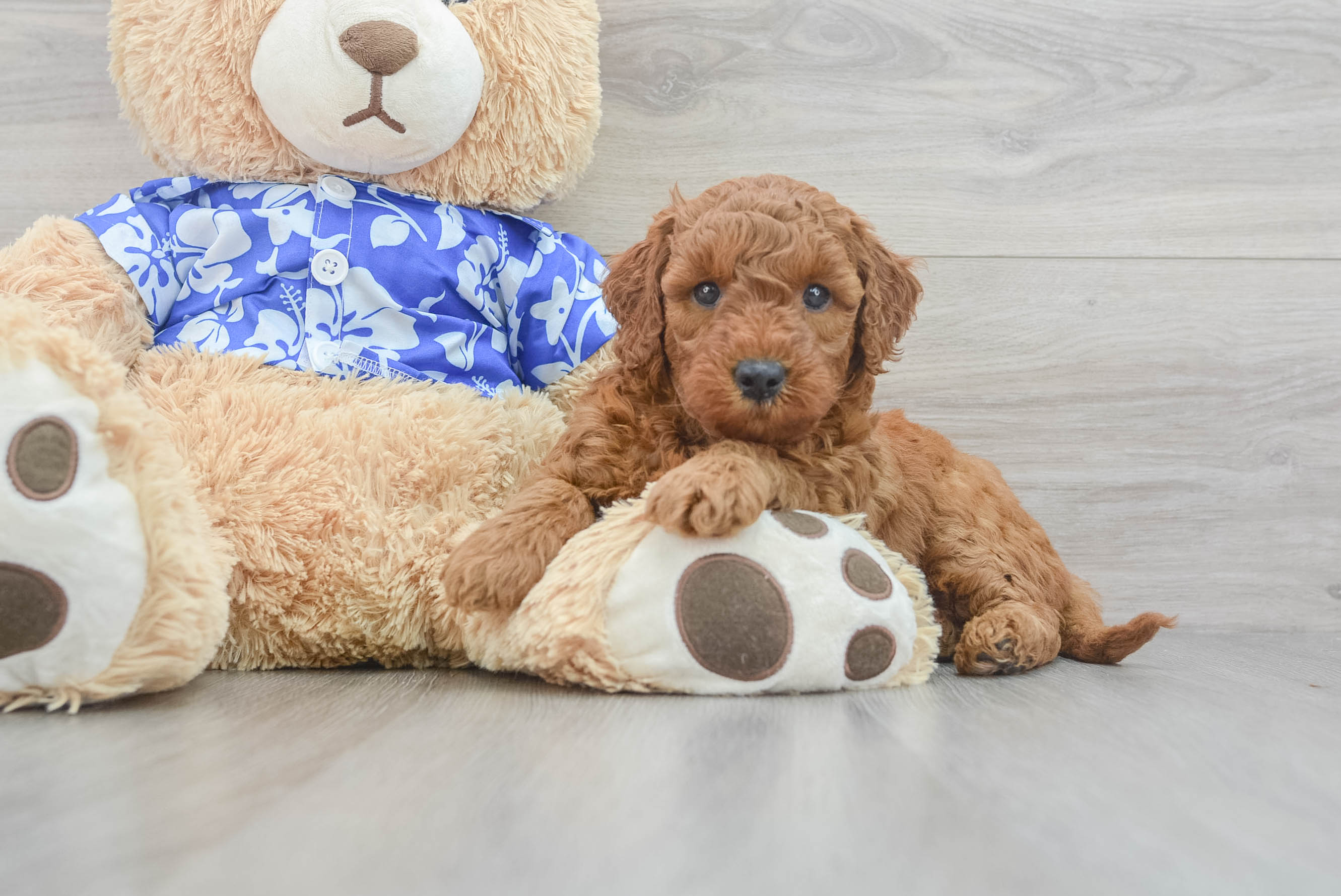 Popular Mini Goldendoodle Poodle Mix Pup
