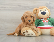 7 week old Mini Goldendoodle Puppy For Sale - Lone Star Pups