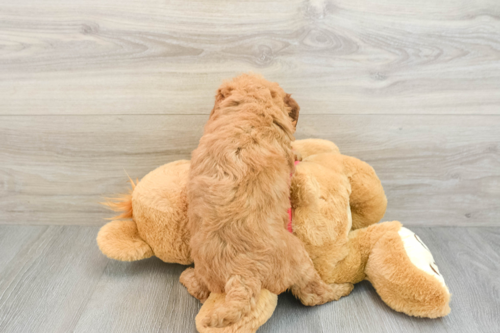 Sweet Mini Goldendoodle Baby