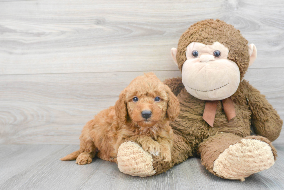 Mini Goldendoodle - An Intelligent, Adorable Companion