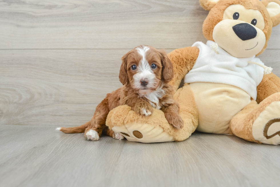 Hypoallergenic Mini Goldiepoo Poodle Mix Puppy