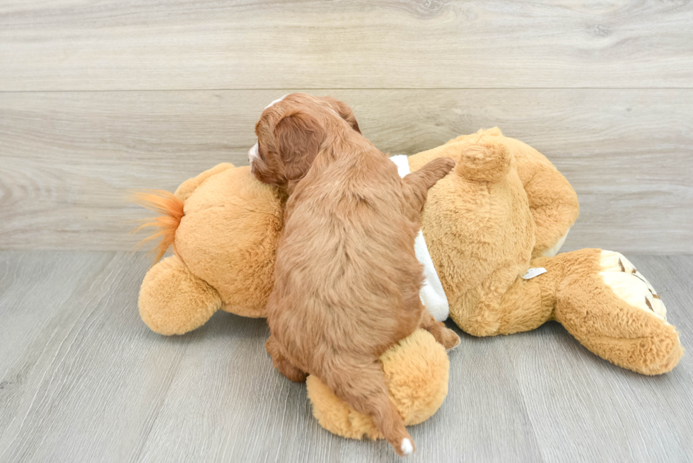 Best Mini Goldendoodle Baby