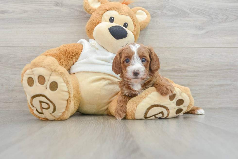 Small Mini Goldendoodle Baby