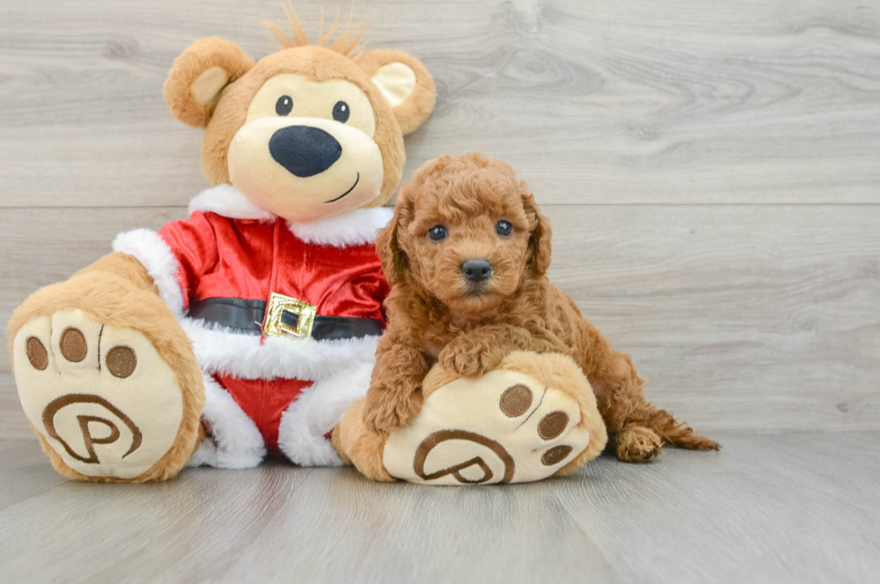 5 week old Mini Goldendoodle Puppy For Sale - Lone Star Pups